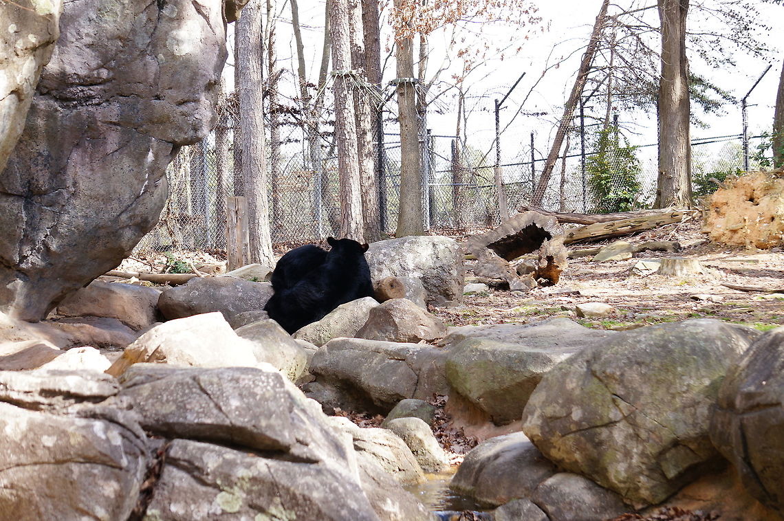 American Black Bear (Ursus americanus)  American Black Bear,American black bear,Animal,Asheboro,Bear,Carnivora,Geotagged,Mammal,Nature,North Carolina,North Carolina Zoo,Spring,United States,United States of America,Ursidae,Ursus,Ursus americanus,Vertebrate,Zoo