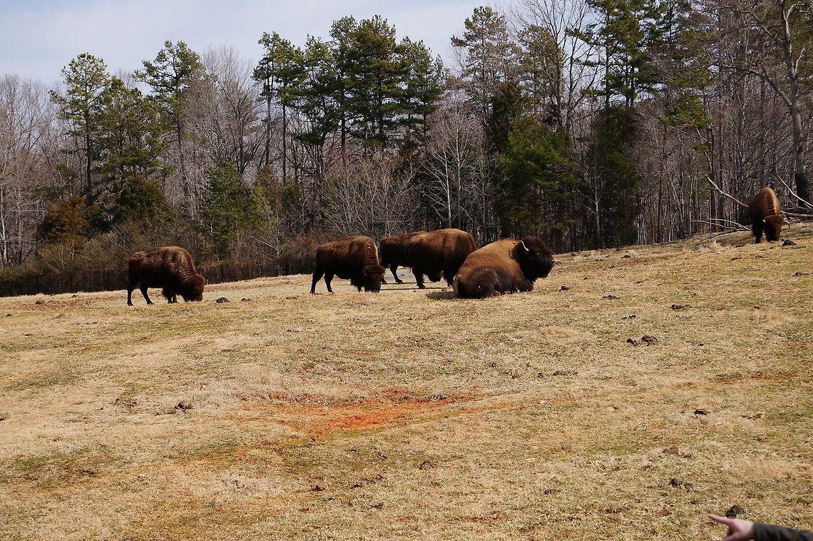 American Bison (Bison bison)  American Bison,American bison,Animal,Artiodactyla,Asheboro,Bison,Bison bison,Bovidae,Bovinae,Even-toed ungulate,Mammal,Nature,North Carolina,North Carolina Zoo,United States,United States of America,Vertebrate,Winter,Zoo