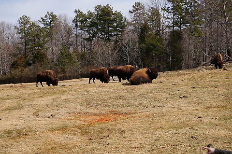American Bison (Bison bison)  American Bison,American bison,Animal,Artiodactyla,Asheboro,Bison,Bison bison,Bovidae,Bovinae,Even-toed ungulate,Mammal,Nature,North Carolina,North Carolina Zoo,United States,United States of America,Vertebrate,Winter,Zoo