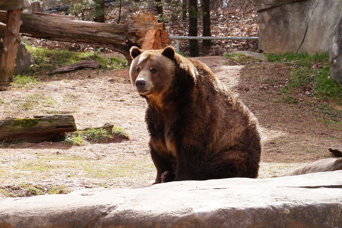 Grizzly Bear (Ursus arctos horribilis)  Animal,Asheboro,Bear,Brown bear,Carnivora,Geotagged,Grizzly Bear,Grizzly bear,Mammal,North Carolina,North Carolina Zoo,United States,United States of America,Ursidae,Ursus,Ursus arctos,Ursus arctos horribilis,Vertebrate,Winter,Zoo
