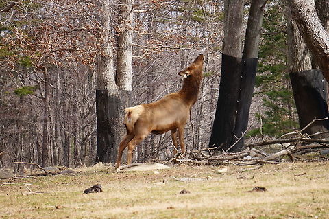 American Elk (Cervus canadensis)  American Elk,Animal,Artiodactyla,Asheboro,Cervidae,Cervinae,Cervus,Cervus canadensis,Deer,Elk,Even-toed ungulate,Mammal,Nature,North Carolina,North Carolina Zoo,Old World deer,United States of America,Vertebrate,Winter,Zoo