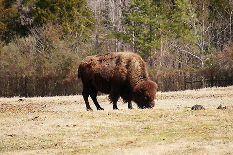 American Bison (Bison bison)  American Bison,American bison,Animal,Artiodactyla,Asheboro,Bison,Bison bison,Bovidae,Bovinae,Even-toed ungulate,Mammal,Nature,North Carolina,North Carolina Zoo,United States,United States of America,Vertebrate,Winter,Zoo