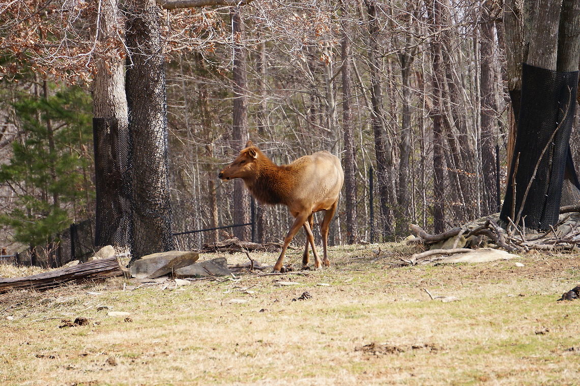 American Elk (Cervus canadensis)  American Elk,Animal,Artiodactyla,Asheboro,Cervidae,Cervinae,Cervus,Cervus canadensis,Deer,Elk,Even-toed ungulate,Mammal,Nature,North Carolina,North Carolina Zoo,Old World deer,United States of America,Vertebrate,Winter,Zoo