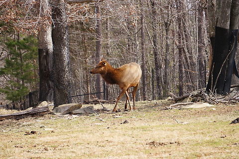 American Elk (Cervus canadensis)  American Elk,Animal,Artiodactyla,Asheboro,Cervidae,Cervinae,Cervus,Cervus canadensis,Deer,Elk,Even-toed ungulate,Mammal,Nature,North Carolina,North Carolina Zoo,Old World deer,United States of America,Vertebrate,Winter,Zoo