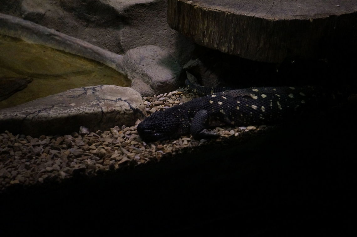 Beaded Lizard (Heloderma horridum)  Animal,Asheboro,Beaded Lizard,Beaded lizard,Heloderma,Heloderma horridum,Helodermatidae,Lizard,Nature,North Carolina,North Carolina Zoo,Reptile,Scaled Reptile,Squamata,United States of America,Varanoidea,Vertebrate,Winter,Zoo