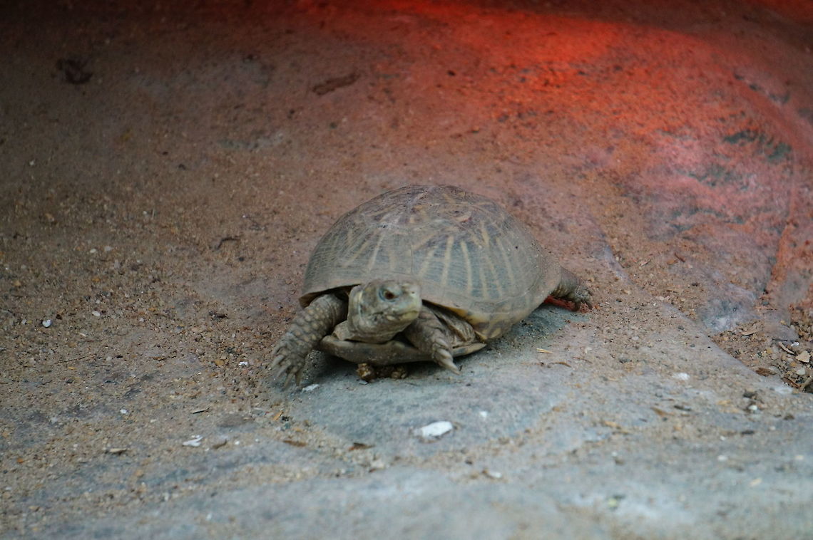 Desert Box Turtle (Terrapene ornata luteola)  Animal,Asheboro,Box turtle,Cryptodira,Desert Box Turtle,Emydidae,Nature,North Carolina,North Carolina Zoo,Pond Turtle,Reptile,Terrapene,Terrapene ornata,Terrapene ornata luteola,Testudines,Turtle,United States of America,Vertebrate,Winter,Zoo