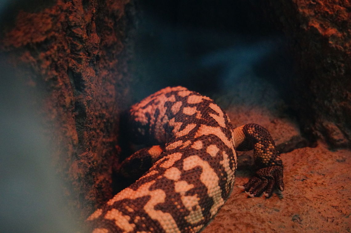 Gila Monster (Heloderma suspectum)  Animal,Asheboro,Gila Monster,Heloderma,Heloderma suspectum,Helodermatidae,Lizard,Nature,North Carolina,North Carolina Zoo,Reptile,Scaled Reptile,Squamata,United States of America,Varanoidea,Vertebrate,Winter,Zoo