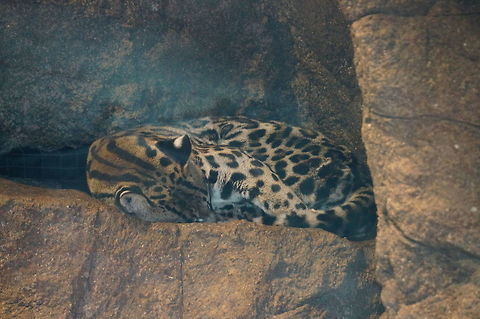 Ocelot (Leopardus pardalis)  Animal,Asheboro,Carnivora,Cat,Felidae,Felinae,Leopardus,Leopardus pardalis,Mammal,Nature,North Carolina,North Carolina Zoo,Ocelot,Spring,United States,United States of America,Vertebrate,Zoo
