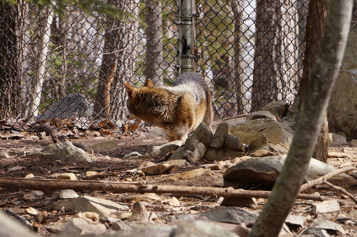Red Wolf (Canis rufus)  Animal,Asheboro,Canidae,Canis,Canis rufus,Carnivora,Dog,Mammal,Nature,North Carolina,North Carolina Zoo,Red Wolf,Red wolf,United States,United States of America,Vertebrate,Winter,Wolf,Zoo