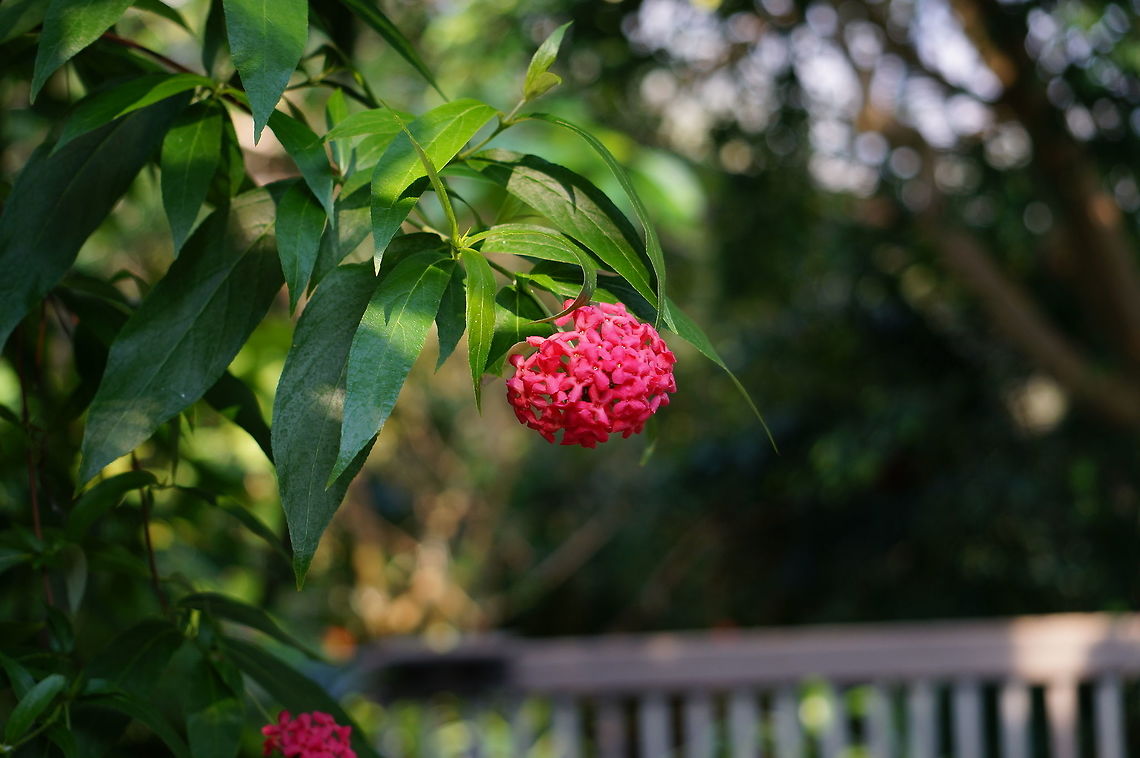 Panama Rose (Arachnothryx leucophylla)  Angiospermae,Arachnothryx,Arachnothryx leucophylla,Asheboro,Bush Pentas,Flower,Flowering Plant,Gentianales,Nature,North Carolina,North Carolina Zoo,Panama Rose,Plant,Rubiaceae,Spring,United States,United States of America,Zoo