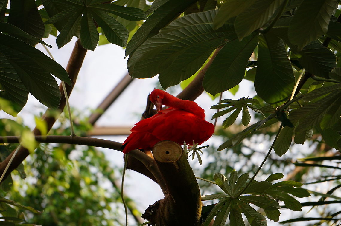 Scarlet Ibis (Eudocimus ruber)  Animal,Asheboro,Bird,Eudocimus,Eudocimus ruber,Ibis,Nature,North Carolina,North Carolina Zoo,Pelecaniformes,Scarlet Ibis,Threskiornithidae,Threskiornithinae,United States,United States of America,Vertebrate,Winter,Zoo