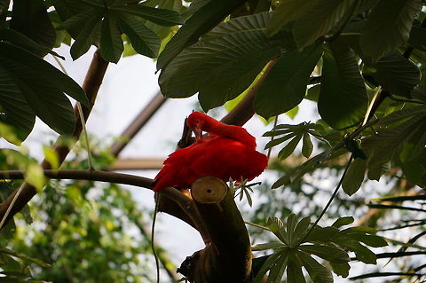 Scarlet Ibis (Eudocimus ruber)  Animal,Asheboro,Bird,Eudocimus,Eudocimus ruber,Ibis,Nature,North Carolina,North Carolina Zoo,Pelecaniformes,Scarlet Ibis,Threskiornithidae,Threskiornithinae,United States,United States of America,Vertebrate,Winter,Zoo