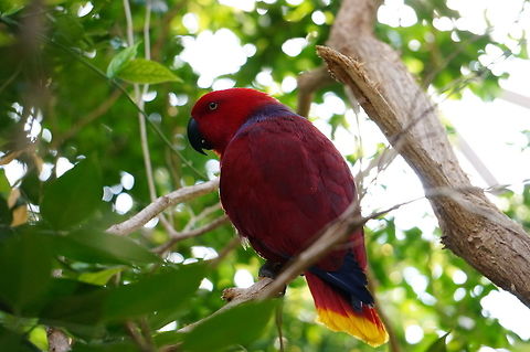 Eclectus Parrot (Eclectus roratus)  Animal,Asheboro,Bird,Eclectus,Eclectus Parrot,Eclectus roratus,Nature,North Carolina,North Carolina Zoo,Parrot,Psittaciformes,Psittacoidea,Psittaculidae,Psittaculinae,Psittaculini,True Parrot,United States of America,Vertebrate,Winter,Zoo