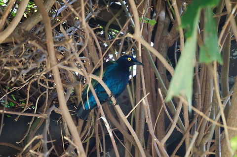 Purple Glossy Starling (Lamprotornis purpureus)  Animal,Asheboro,Bird,Lamprotornis,Lamprotornis purpureus,Nature,North Carolina,North Carolina Zoo,Passeriformes,Perching Bird,Purple Glossy Starling,Purple Starling,Starling,Sturnidae,United States,United States of America,Vertebrate,Winter,Zoo
