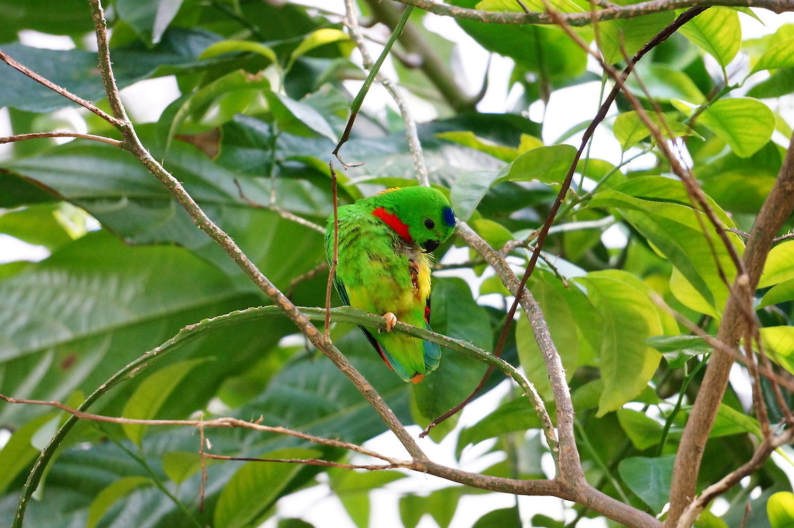 Blue-crowned Hanging Parrot  Agapornithinae,Animal,Asheboro,Bird,Blue-crowned Hanging Parrot,Blue-crowned hanging parrot,Hanging Parrot,Loriculus,Loriculus galgulus,North Carolina,North Carolina Zoo,Parrot,Psittaciformes,Psittacoidea,Psittaculidae,Spring,True Parrot,United States of America,Vertebrate,Zoo