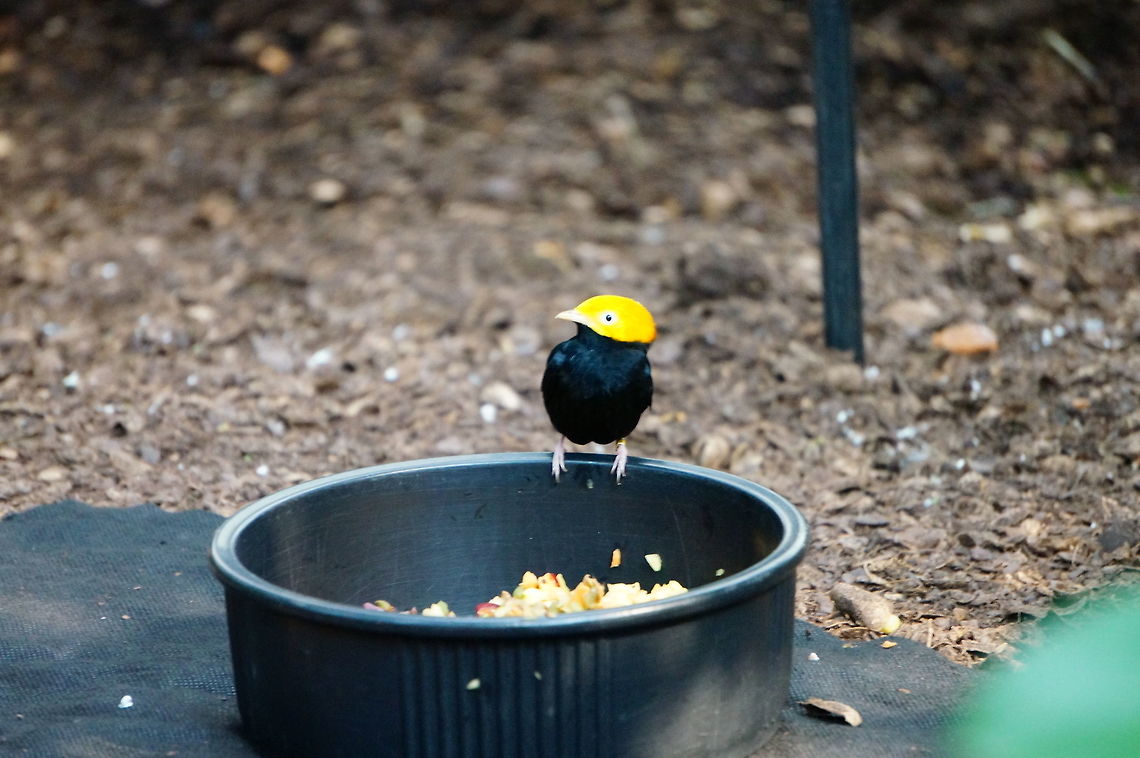 Golden-headed Manakin (Ceratopipra erythrocephala)  Animal,Asheboro,Bird,Ceratopipra,Ceratopipra erythrocephala,Golden-headed Manakin,Golden-headed manakin,Manakin,Nature,North Carolina,North Carolina Zoo,Passeriformes,Perching Bird,Pipridae,United States,United States of America,Vertebrate,Winter,Zoo