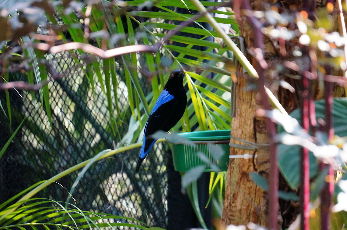 Irena puella (Asian fairy-bluebird)  Animal,Asheboro,Asian Fairy-bluebird,Asian fairy-bluebird,Bird,Fairy-bluebird,Irena,Irena puella,Irenidae,Nature,North Carolina,North Carolina Zoo,Passeriformes,Perching Bird,United States,United States of America,Vertebrate,Winter,Zoo