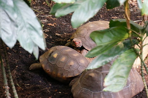 Red-footed Tortoise (Chelonoidis carbonaria)  Animal,Asheboro,Chelonoidis,Chelonoidis carbonaria,Cryptodira,Nature,North Carolina,North Carolina Zoo,Red-footed Tortoise,Red-footed tortoise,Reptile,Spring,Testudines,Testudinidae,Tortoise,Turtle,United States of America,Vertebrate,Zoo