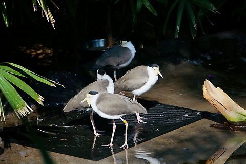 Masked Lapwing (Vanellus miles)  Animal,Asheboro,Bird,Charadriidae,Charadriiformes,Geotagged,Masked Lapwing,Nature,North Carolina,North Carolina Zoo,United States,United States of America,Vanellus,Vanellus miles,Vertebrate,Winter,Zoo