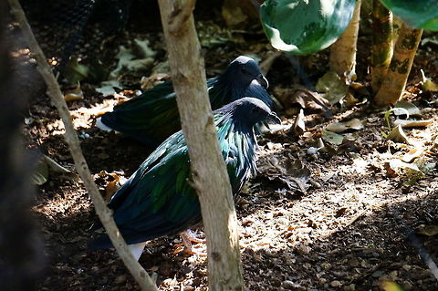 Nicobar Pigeon (Caloenas nicobarica)  Animal,Asheboro,Bird,Caloenas,Caloenas nicobarica,Columbidae,Columbiformes,Geotagged,Nature,Nicobar Pigeon,North Carolina,North Carolina Zoo,Pigeon,United States,United States of America,Vertebrate,Winter,Zoo