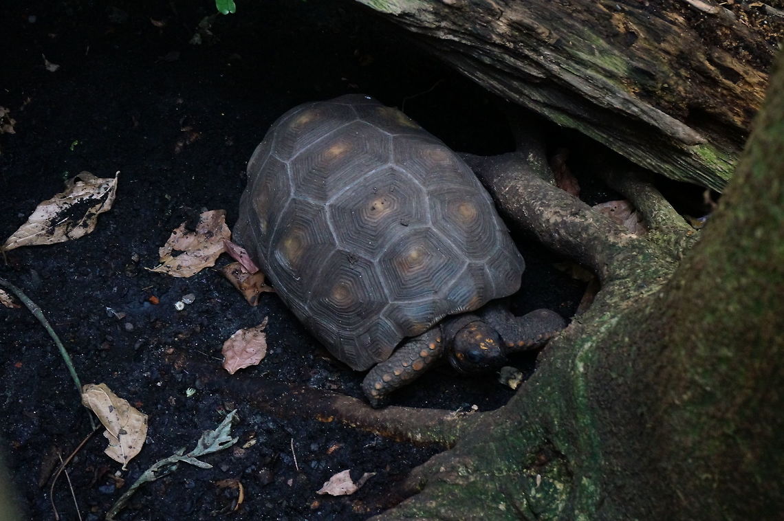 Yellow-footed Tortoise (Chelonoidis denticulata)  Animal,Asheboro,Chelonoidis,Chelonoidis denticulata,Cryptodira,Nature,North Carolina,North Carolina Zoo,Reptile,Testudines,Testudinidae,Tortoise,Turtle,United States of America,Vertebrate,Winter,Yellow-footed Tortoise,Yellow-footed tortoise,Zoo