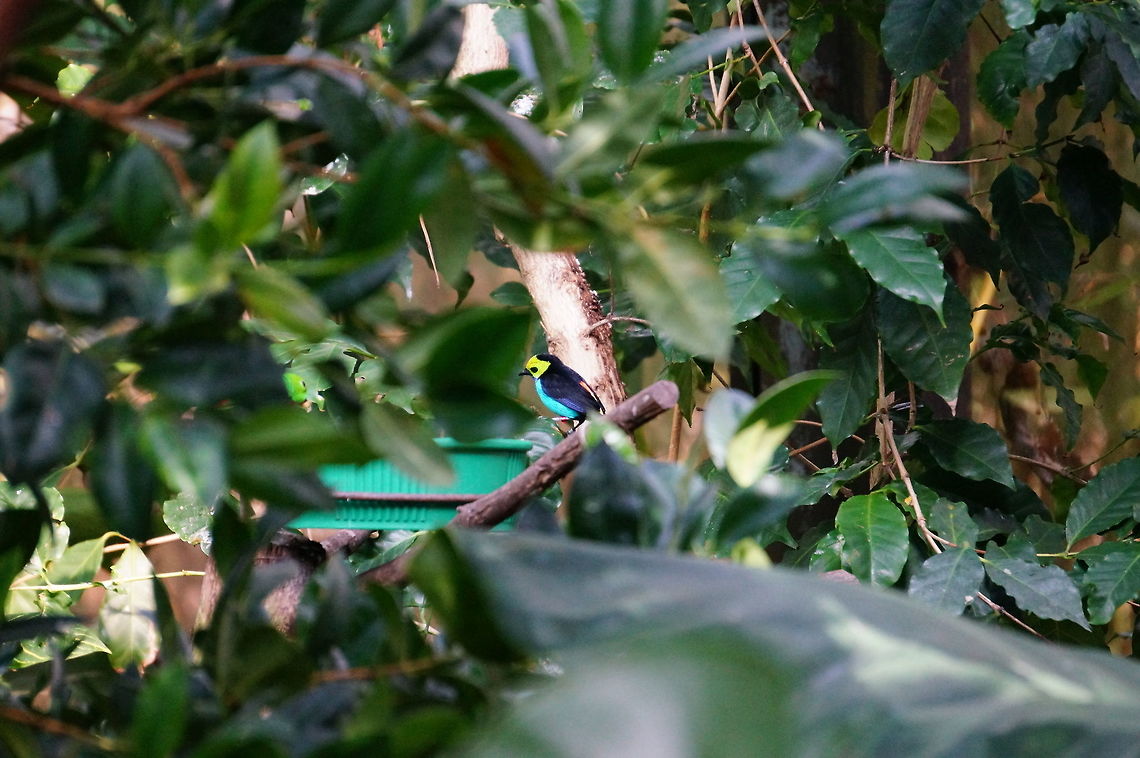 Paradise Tanager (Tangara chilensis)  Animal,Asheboro,Bird,Nature,North Carolina,North Carolina Zoo,Paradise Tanager,Paradise tanager,Passeri,Passeriformes,Perching Bird,Songbird,Tanager,Tangara,Tangara chilensis,Thraupidae,United States of America,Vertebrate,Winter,Zoo