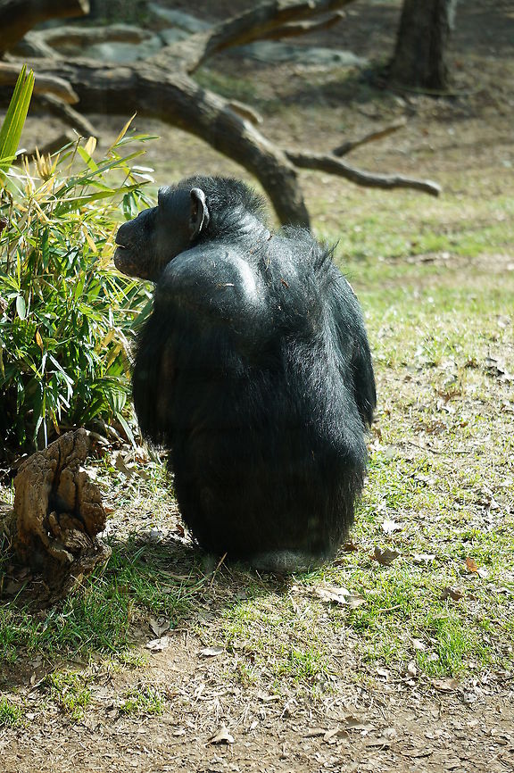 Common chimpanzee (Pan troglodytes)  Animal,Asheboro,Chimpanzee,Common chimpanzee,Hominidae,Homininae,Mammal,Nature,North Carolina,North Carolina Zoo,Pan,Pan troglodytes,Panini,Primate,United States of America,Vertebrate,Winter,Zoo