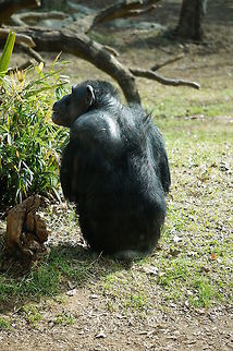 Common chimpanzee (Pan troglodytes)  Animal,Asheboro,Chimpanzee,Common chimpanzee,Hominidae,Homininae,Mammal,Nature,North Carolina,North Carolina Zoo,Pan,Pan troglodytes,Panini,Primate,United States of America,Vertebrate,Winter,Zoo