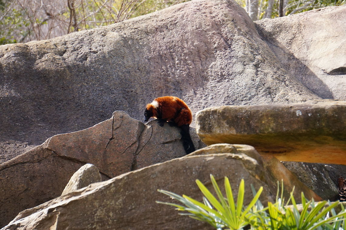 Red-ruffed Lemur (Varecia rubra)  Animal,Asheboro,Lemur,Lemuridae,Lemuroidea,Mammal,Nature,North Carolina,North Carolina Zoo,Primate,Red ruffed lemur,Red-ruffed Lemur,Ruffed Lemur,United States of America,Varecia,Varecia rubra,Vertebrate,Winter,Zoo