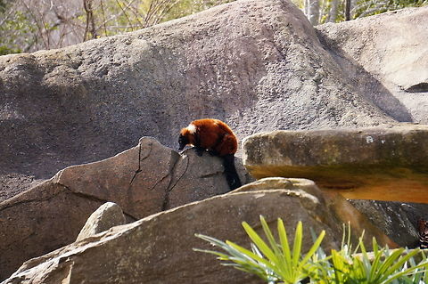 Red-ruffed Lemur (Varecia rubra)  Animal,Asheboro,Lemur,Lemuridae,Lemuroidea,Mammal,Nature,North Carolina,North Carolina Zoo,Primate,Red ruffed lemur,Red-ruffed Lemur,Ruffed Lemur,United States of America,Varecia,Varecia rubra,Vertebrate,Winter,Zoo