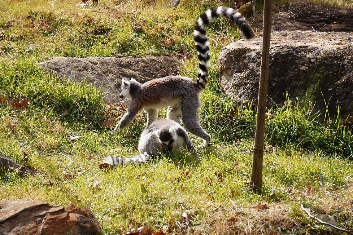 Ring-tailed Lemur (Lemur catta)  Animal,Asheboro,Geotagged,Lemur,Lemur catta,Lemuridae,Lemuroidea,Mammal,Nature,North Carolina,North Carolina Zoo,Primate,Ring-tailed Lemur,Ring-tailed lemur,United States,United States of America,Vertebrate,Winter,Zoo