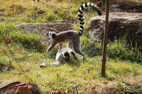 Ring-tailed Lemur (Lemur catta)  Animal,Asheboro,Geotagged,Lemur,Lemur catta,Lemuridae,Lemuroidea,Mammal,Nature,North Carolina,North Carolina Zoo,Primate,Ring-tailed Lemur,Ring-tailed lemur,United States,United States of America,Vertebrate,Winter,Zoo