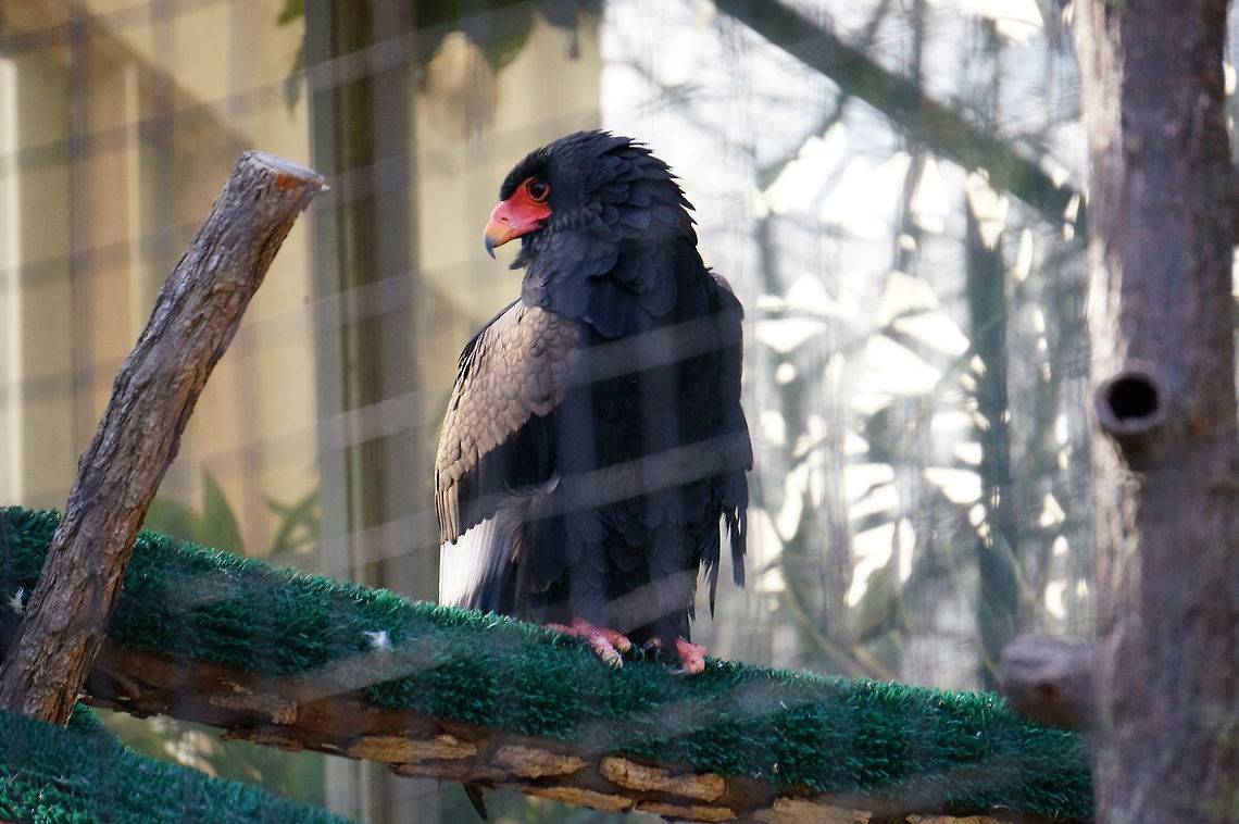 Bateleur Eagle (Terathopius ecaudatus)  Accipitridae,Accipitriformes,Accipitrinae,Animal,Asheboro,Bateleur,Bateleur Eagle,Bird,Circaetinae,Eagle,Nature,North Carolina,North Carolina Zoo,Terathopius ecaudatus,United States,United States of America,Vertebrate,Winter,Zoo