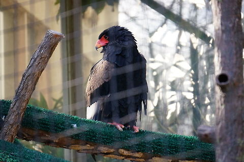 Bateleur Eagle (Terathopius ecaudatus)  Accipitridae,Accipitriformes,Accipitrinae,Animal,Asheboro,Bateleur,Bateleur Eagle,Bird,Circaetinae,Eagle,Nature,North Carolina,North Carolina Zoo,Terathopius ecaudatus,United States,United States of America,Vertebrate,Winter,Zoo