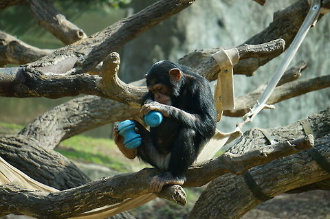 Common chimpanzee (Pan troglodytes)  Animal,Asheboro,Chimpanzee,Common chimpanzee,Hominidae,Homininae,Mammal,Nature,North Carolina,North Carolina Zoo,Pan,Pan troglodytes,Panini,Primate,United States of America,Vertebrate,Winter,Zoo