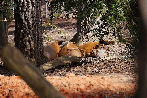 Red River Hog (Potamochoerus porcus)  Animal,Artiodactyla,Asheboro,Even-toed ungulate,Hog,Mammal,Nature,North Carolina,North Carolina Zoo,Pig,Potamochoerus,Potamochoerus porcus,Red River Hog,Red river hog,River Pig,Suidae,United States of America,Vertebrate,Winter,Zoo