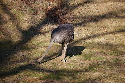 Ostrich (Struthio camelus)  Animal,Asheboro,Bird,Geotagged,Nature,North Carolina,North Carolina Zoo,Ostrich,Struthio,Struthio camelus,Struthionidae,Struthioniformes,United States,United States of America,Vertebrate,Winter,Zoo