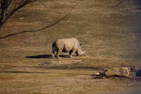 Southern White Rhino (Ceratotherium simum simum)  Animal,Asheboro,Ceratotherium,Ceratotherium simum,Ceratotherium simum simum,Mammal,Nature,North Carolina,North Carolina Zoo,Odd-toed ungulate,Perissodactyla,Rhinoceros,Rhinocerotidae,Southern White Rhino,United States of America,Vertebrate,White Rhino,Winter,Zoo