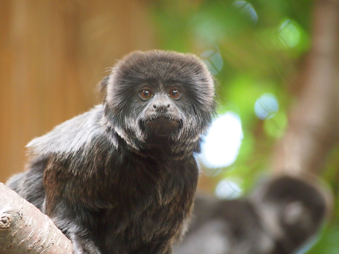 Goeldi's marmoset (Callimico goeldii)  Animal,Bridgeport,Callimico,Callimico goeldii,Callitrichidae,Connecticut,Connecticut's Beardsley Zoo,Geotagged,Goeldi's monkey,Goeldis marmoset,Mammal,Marmoset,Nature,Primate,United States,United States of America,Vertebrate,Winter,Zoo