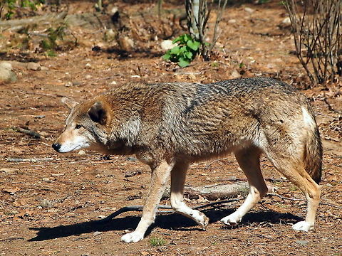 Red Wolf (Canis rufus)  Animal,Bridgeport,Canidae,Canis,Canis rufus,Carnivora,Connecticut,Connecticut's Beardsley Zoo,Dog,Geotagged,Mammal,Nature,Red Wolf,Red wolf,United States,United States of America,Vertebrate,Winter,Wolf,Zoo
