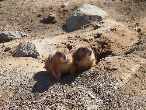 Black-tailed Prairie Dog (Cynomys ludovicianus)  Animal,Black-tailed Prairie Dog,Black-tailed prairie dog,Bridgeport,Connecticut,Connecticut's Beardsley Zoo,Cynomys,Cynomys ludovicianus,Geotagged,Ground Squirrel,Mammal,Marmotini,Nature,Prairie dog,Rodent,Rodentia,Sciuridae,Squirrel,United States