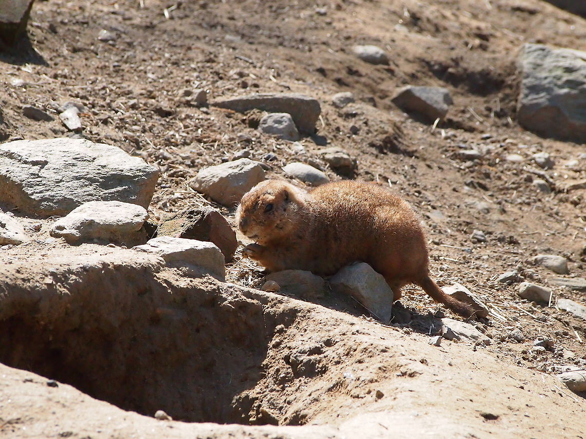 Black-tailed Prairie Dog (Cynomys ludovicianus)  Animal,Black-tailed Prairie Dog,Black-tailed prairie dog,Bridgeport,Connecticut,Connecticut's Beardsley Zoo,Cynomys,Cynomys ludovicianus,Geotagged,Ground Squirrel,Mammal,Marmotini,Nature,Prairie dog,Rodent,Rodentia,Sciuridae,Squirrel,United States,United States of America