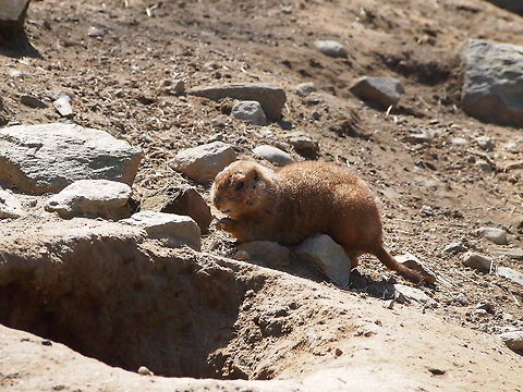 Black-tailed Prairie Dog (Cynomys ludovicianus)  Animal,Black-tailed Prairie Dog,Black-tailed prairie dog,Bridgeport,Connecticut,Connecticut's Beardsley Zoo,Cynomys,Cynomys ludovicianus,Geotagged,Ground Squirrel,Mammal,Marmotini,Nature,Prairie dog,Rodent,Rodentia,Sciuridae,Squirrel,United States,United States of America