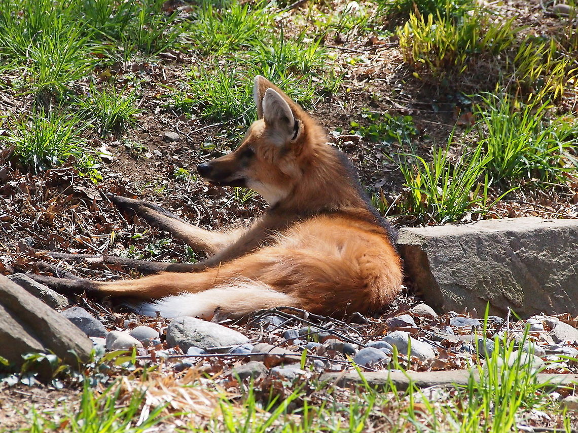 Maned Wolf (Chrysocyon brachyurus)  Animal,Bridgeport,Canidae,Carnivora,Chrysocyon,Chrysocyon brachyurus,Connecticut,Connecticut's Beardsley Zoo,Geotagged,Mammal,Maned wolf,Nature,United States,United States of America,Vertebrate,Winter,Zoo