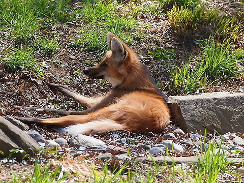 Maned Wolf (Chrysocyon brachyurus)  Animal,Bridgeport,Canidae,Carnivora,Chrysocyon,Chrysocyon brachyurus,Connecticut,Connecticut's Beardsley Zoo,Geotagged,Mammal,Maned wolf,Nature,United States,United States of America,Vertebrate,Winter,Zoo