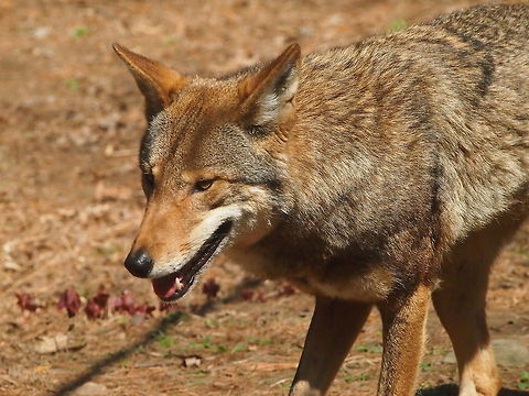Red Wolf (Canis rufus)  Animal,Bridgeport,Canidae,Canis,Canis rufus,Carnivora,Connecticut,Connecticut's Beardsley Zoo,Dog,Geotagged,Mammal,Nature,Red Wolf,Red wolf,United States,United States of America,Vertebrate,Winter,Wolf,Zoo