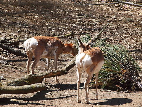 Pronghorn (Antilocapra americana)  Animal,Antilocapra,Antilocapra americana,Antilocapridae,Artiodactyla,Bridgeport,Connecticut,Connecticut's Beardsley Zoo,Even-toed ungulate,Geotagged,Mammal,Nature,Pronghorn,United States,United States of America,Vertebrate,Winter,Zoo