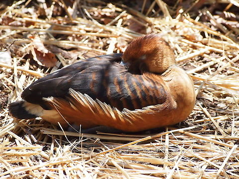 Fulvous whistling duck (Dendrocygna bicolor)  Anatidae,Animal,Anseriformes,Bird,Bridgeport,Connecticut,Connecticut's Beardsley Zoo,Dendrocygna,Dendrocygna bicolor,Dendrocygnidae,Dendrocygninae,Dendrocygnini,Duck,Fulvous Whistling Duck,Fulvous whistling duck,Geotagged,Nature,United States,United States of America,Vertebrate
