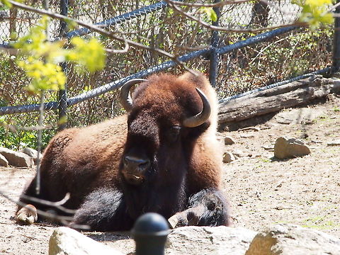 American Bison (Bison bison)  American Bison,American bison,Animal,Artiodactyla,Bison,Bison bison,Bovidae,Bovinae,Bridgeport,Connecticut,Connecticut's Beardsley Zoo,Even-toed ungulate,Geotagged,Mammal,Nature,United States,United States of America,Vertebrate,Winter,Zoo