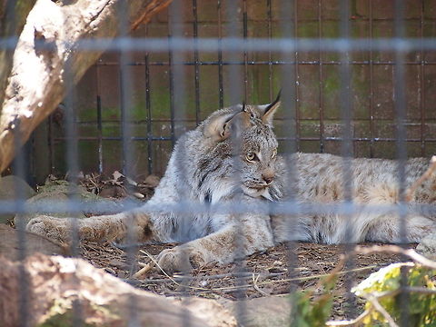 Canada Lynx (Lynx canadensis)  Animal,Bridgeport,Canada Lynx,Canada lynx,Carnivora,Cat,Connecticut,Connecticut's Beardsley Zoo,Felidae,Geotagged,Lynx,Lynx canadensis,Mammal,Nature,United States,United States of America,Vertebrate,Winter,Zoo